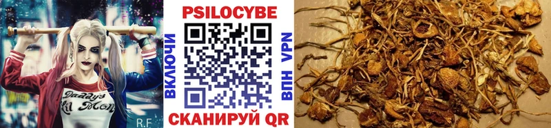 Купить где  Сатка  Галлюциногенные грибы Psilocybine cubensis 